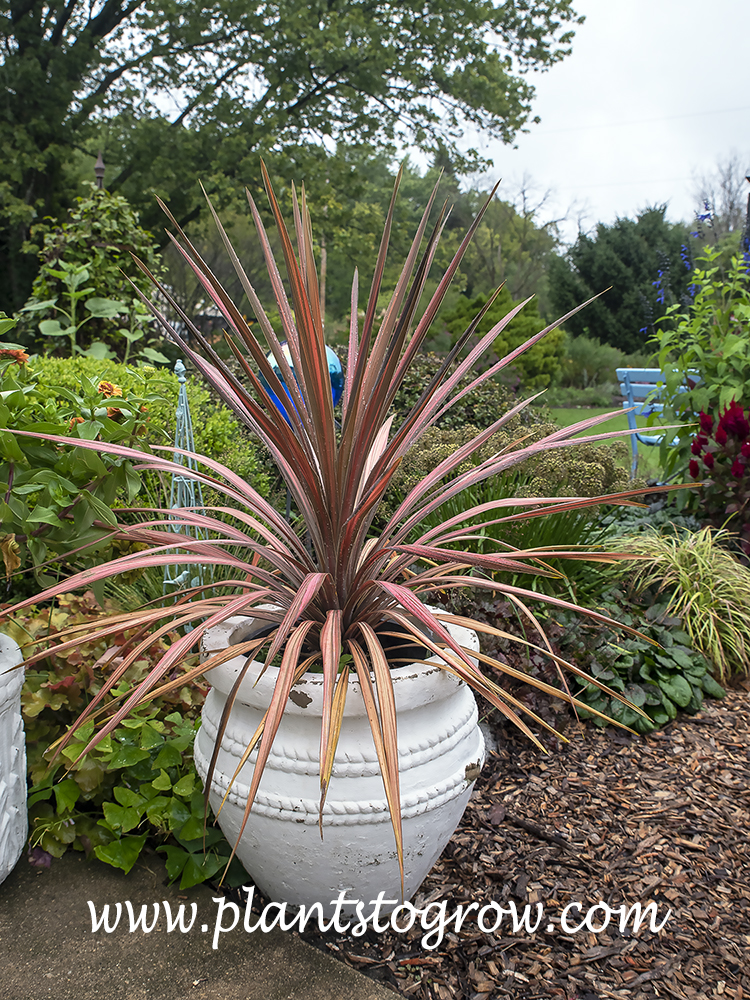 Coral Ti Plant (Cordyline australis) 
A very colorful plant growing in full sun .  Was purchased as a 1 gallon pot and this is how big it grew  in 4.5 months latter.  Picture taken in early September.